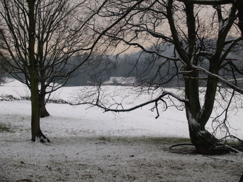Llandevaud woods